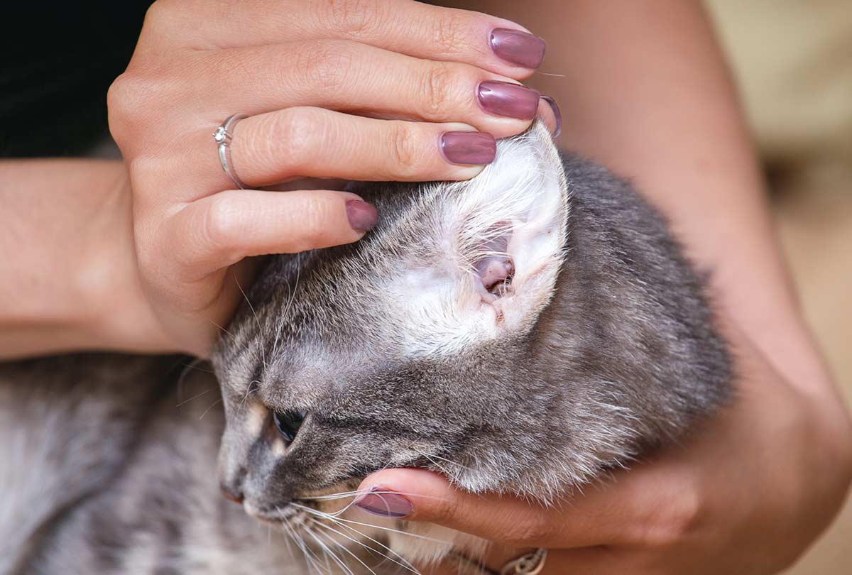 Ear Wax In Cats ear-wax-in-cats