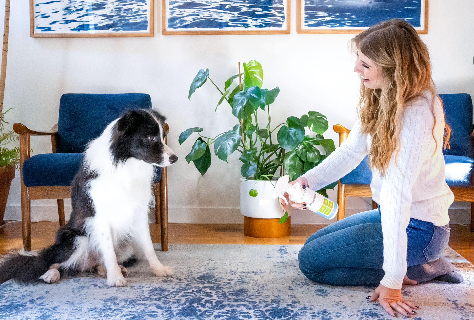 Best clearance dog deodorizer