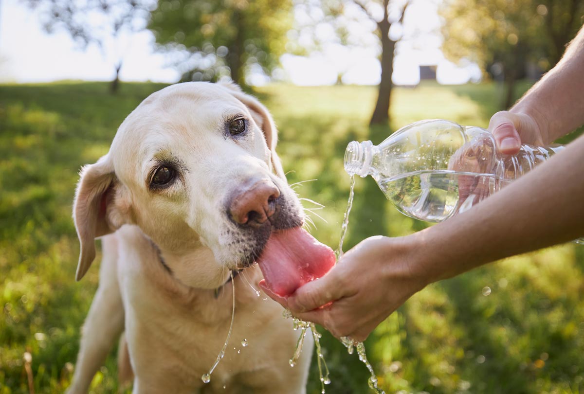 dog lapping up water from a woman's open palm containing water from her water bottle