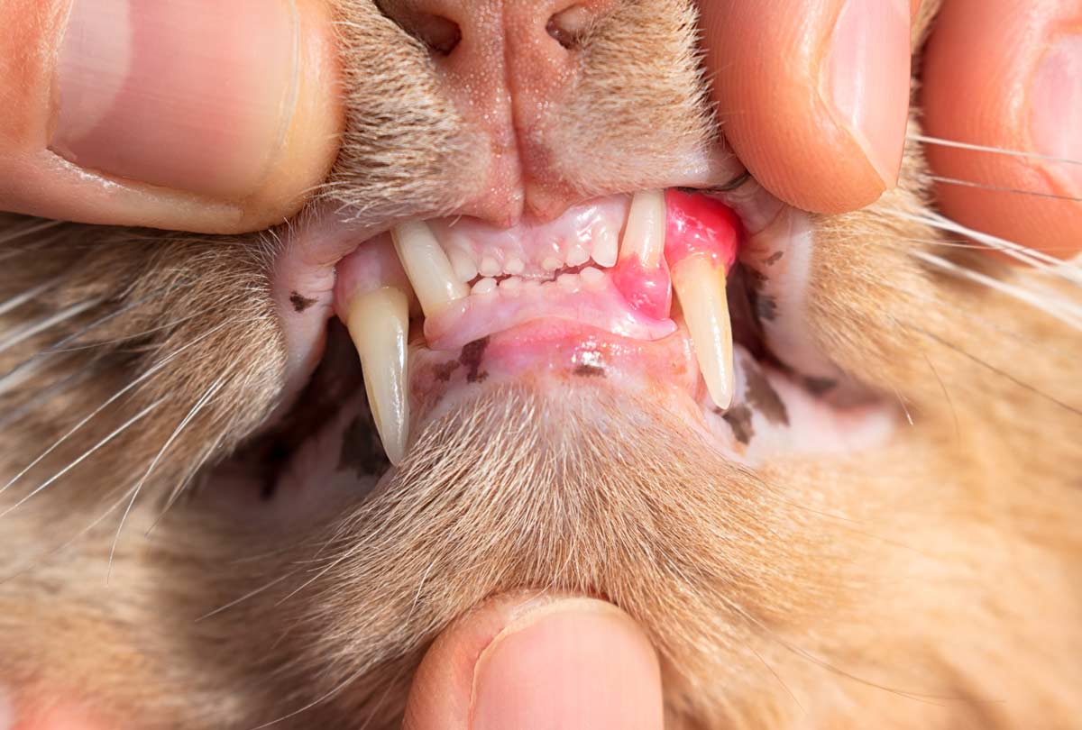 Gingivitis In Cats What Every Pet