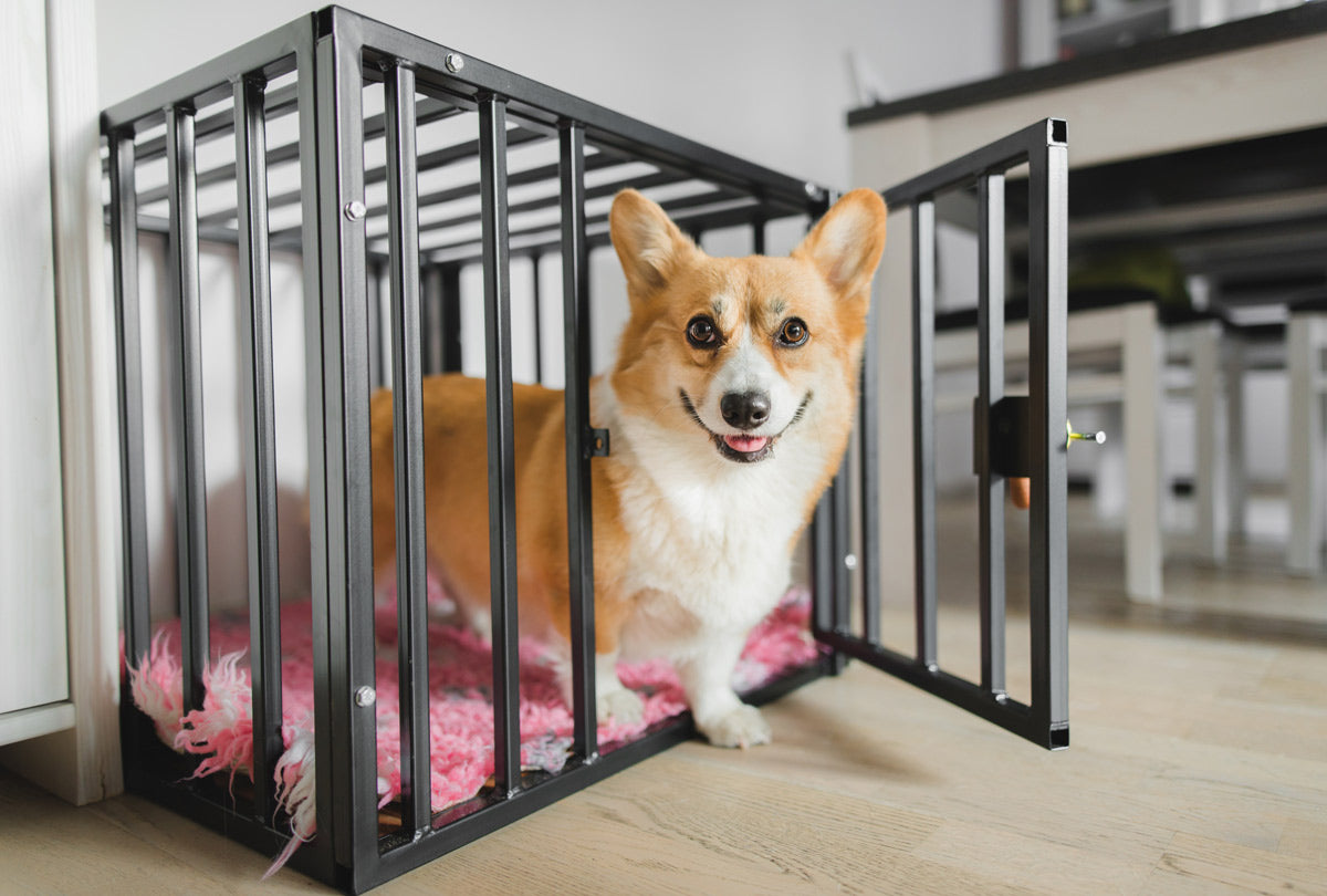 Unleashing the Truth: Pros And Cons of Dog Sleeping in Crate