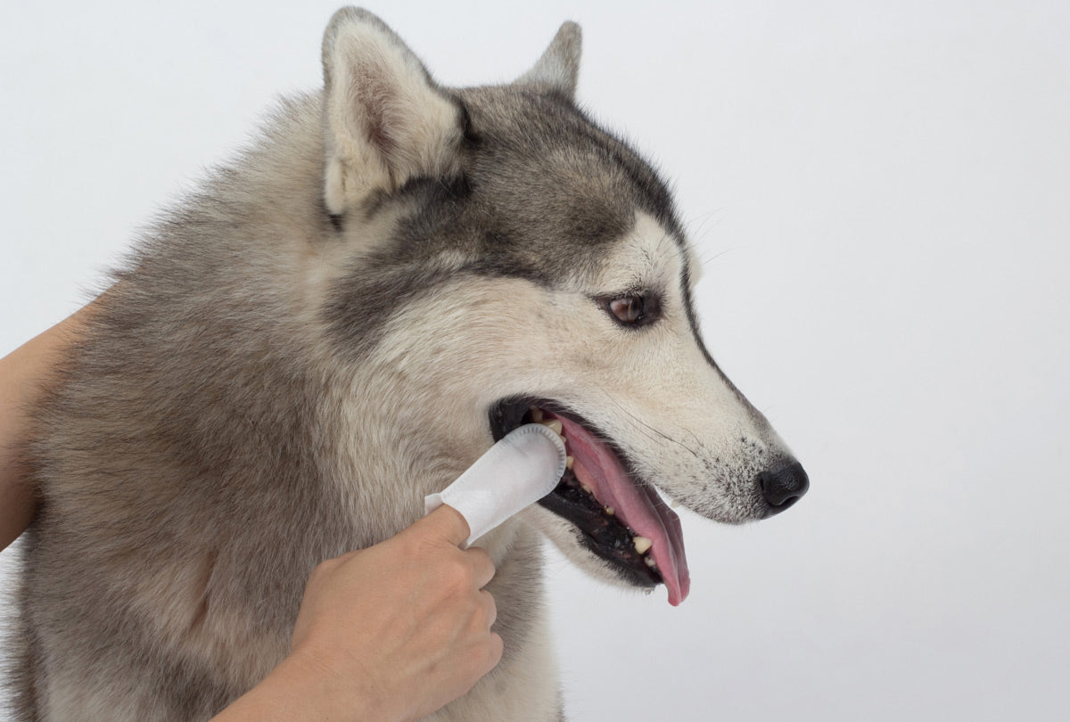 Dental Wipes for Dogs: Are They Really Worth It?