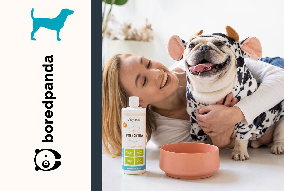 37 Products to Solve Annoying Pet Problems Effortlessly