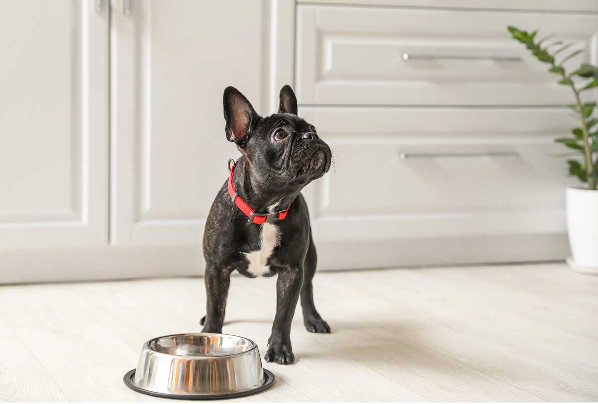 What's the Slime in My Dog's Water Bowl, How to Clean It