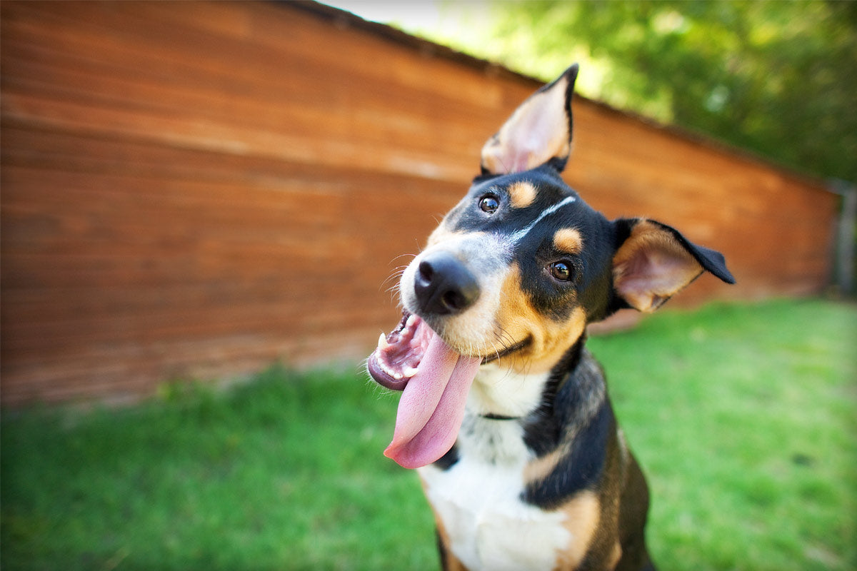 8 Keys to Preventing Bad Dog Breath
