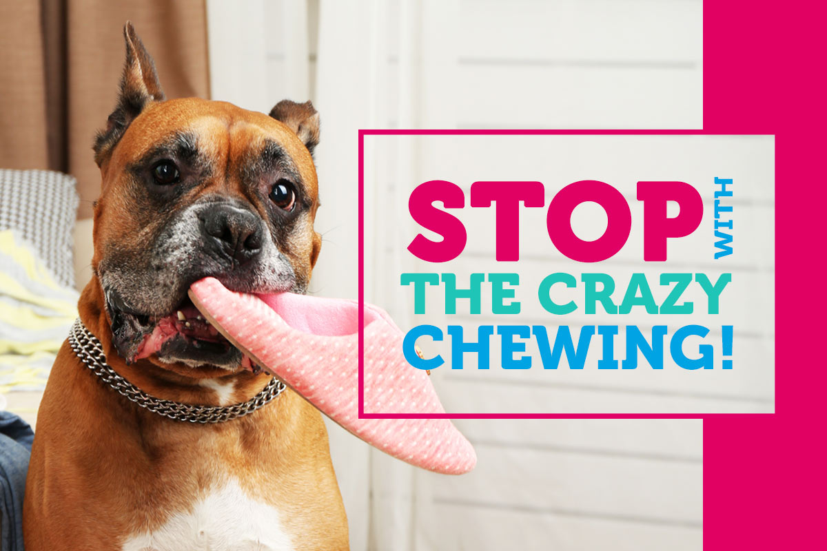 Chewing gum store on dogs paw