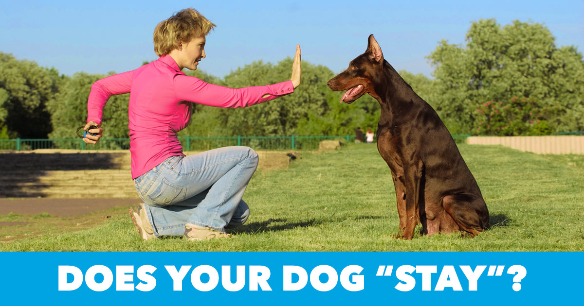 How to Teach your Puppy to Sit and Stay 