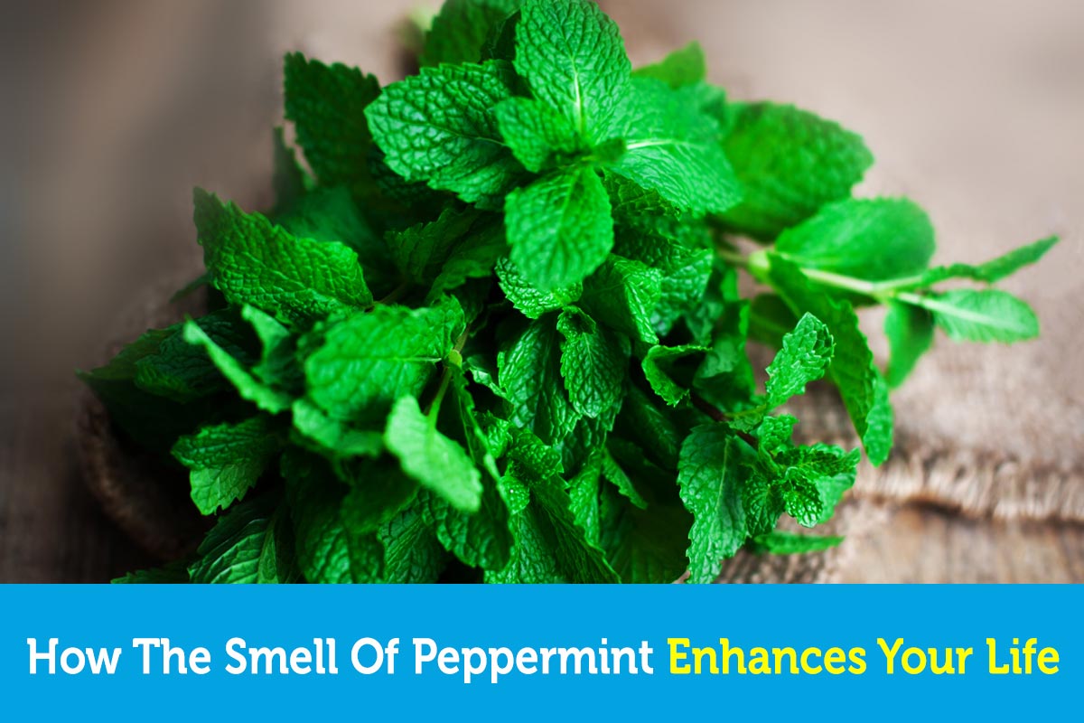A Small Gift Smells Faintly Of Mint How The Smell of Peppermint Enhances Your Life