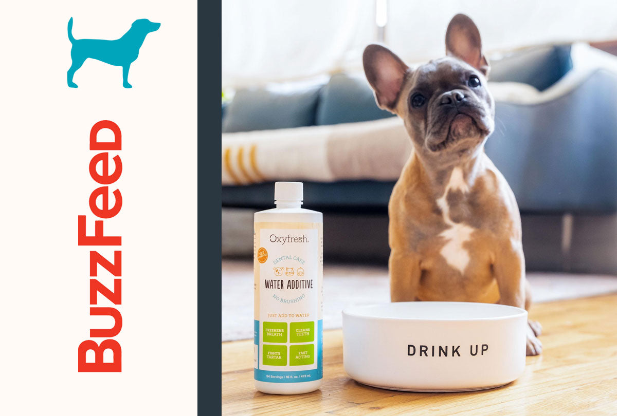 buzzfeed logo and an english bulldog with her head cocked looking interested behind a water bowl and a bottle of pet water additive