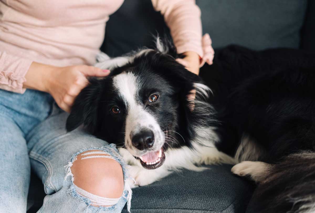 oxyfresh-pet-Deodorizer-woman-petting-border-collie-on-couch-featured-blog-image-for-post-titled-I-Can't-Get-That-Dog-Smell-Out-of-My-Couch