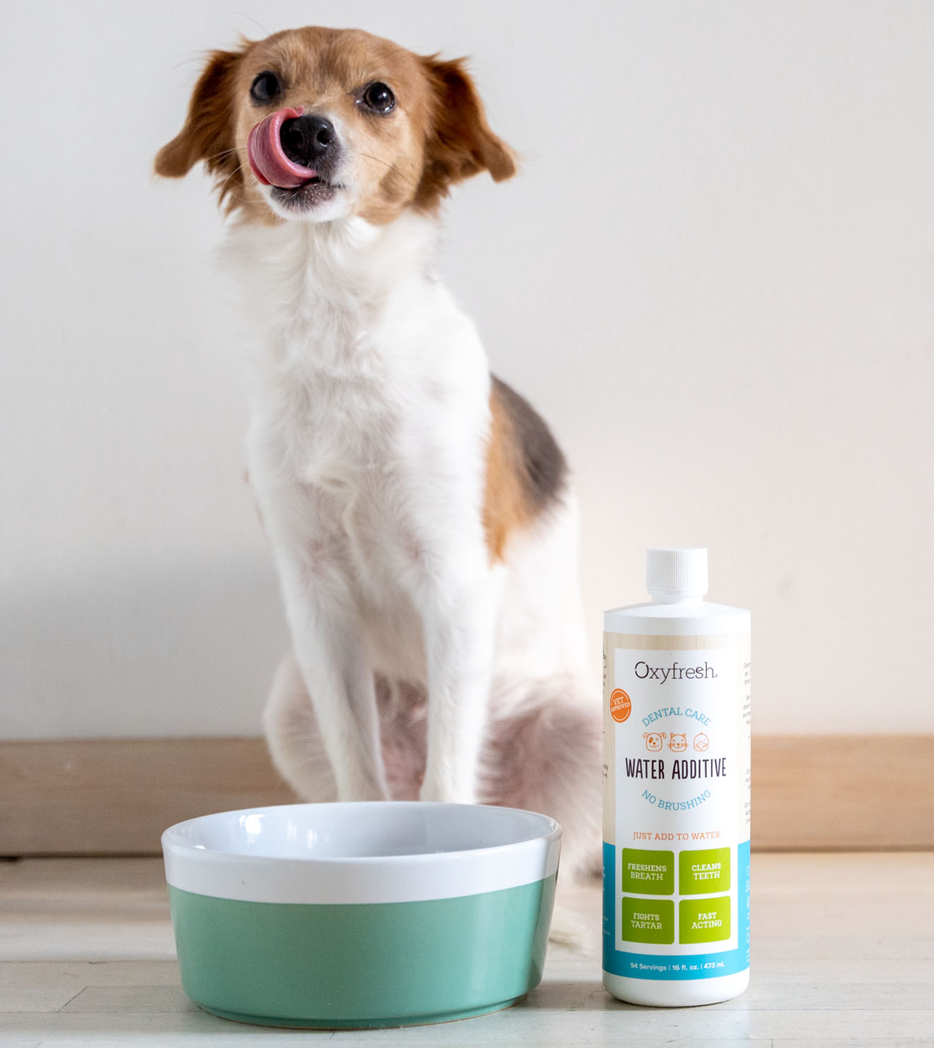 cute terrier licking his nose sitting next to oxyfresh pet water additive and his water bowl for fresh breath and good dental hygiene 