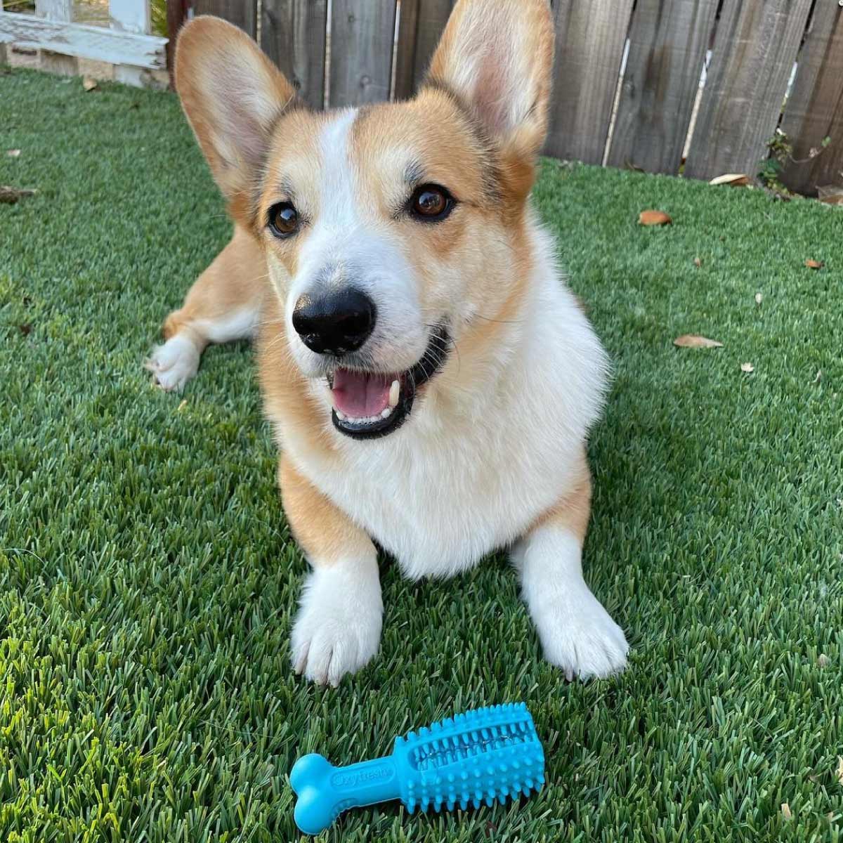 instagram-_clifford.the.little.red.corgi-cute-corgi-sitting-behind-oxyfresh-dog-teeth-cleaning-toy
