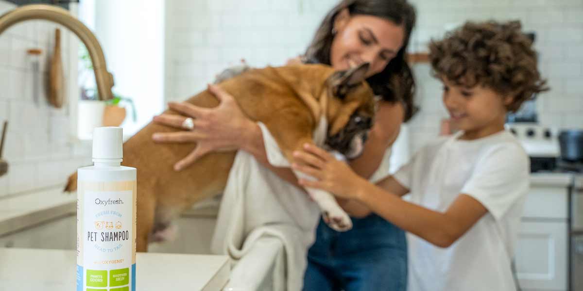 mom-and-son-giving-their-frenchie-a-bath-in-the-kitchen-sink-with-oxyfresh-pet-shampoo