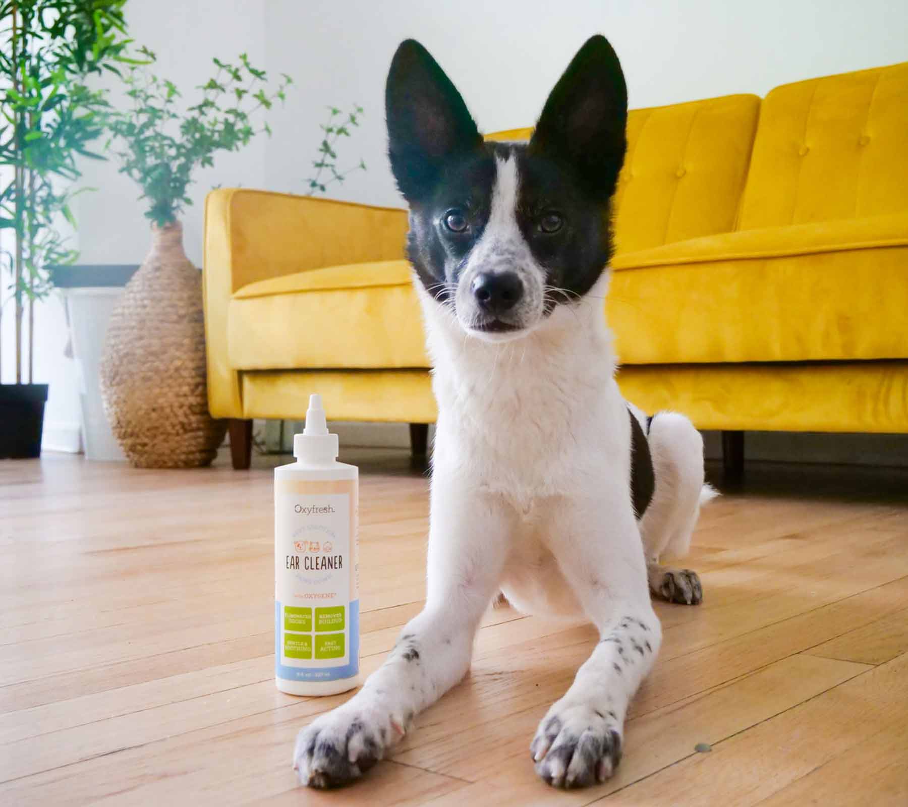 perky-dog-laying-in-living-room-next-to-a-bottle-of-oxyfresh-pet-ear-cleaner