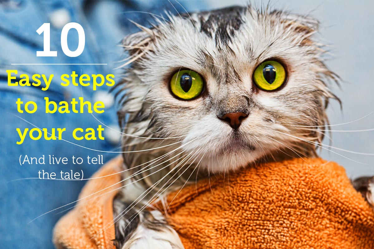 10 Easy Steps to Bathe Your Cat (And Live to Tell the Tale)