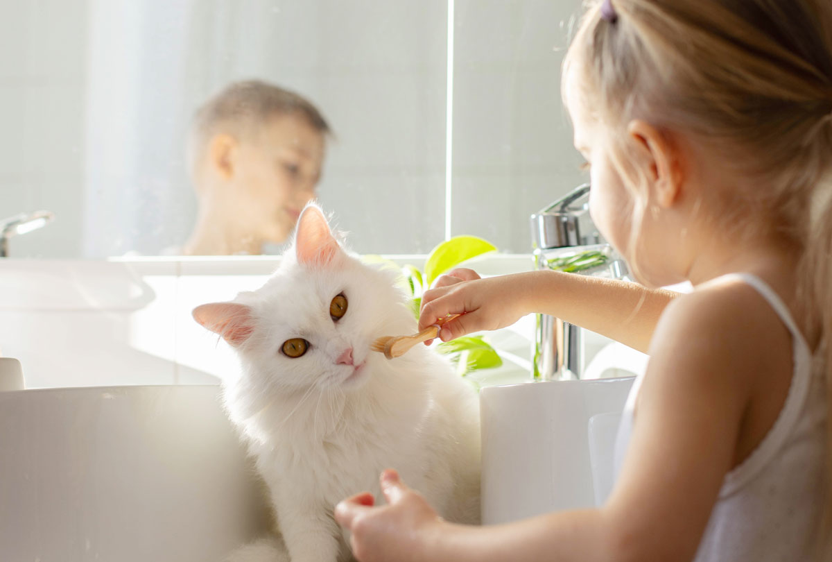 3 Easy, At-Home Cat Dental Care Tips