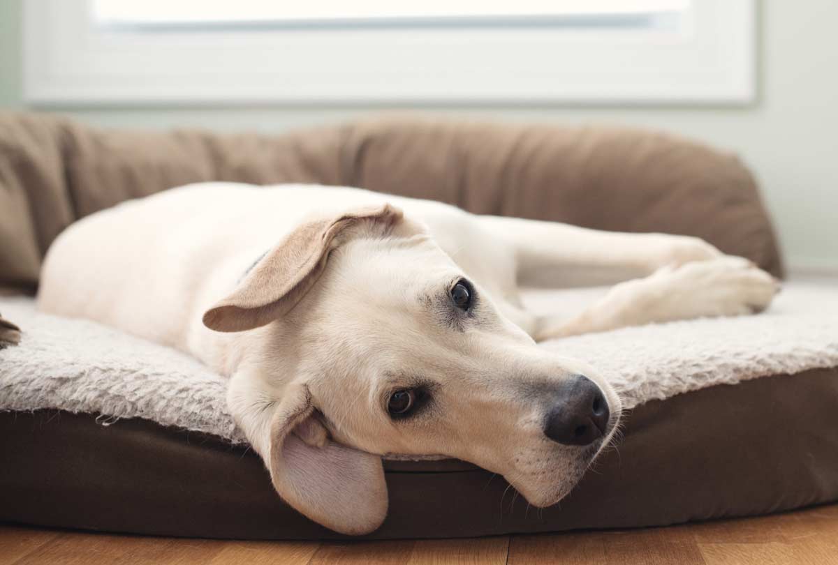 3 Signs Your Dog Might Have an Ear Infection … and What to Do About It
