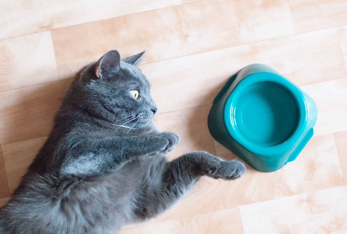5 Key Benefits of Cat Water Additive