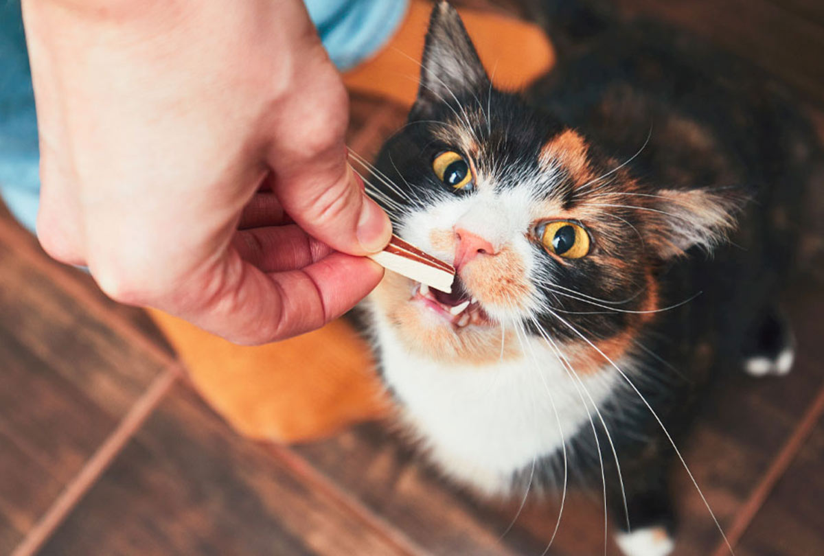 Closeup of a guy's hand holding a cat dental treat and a calico kitty grabbing the treat with her teeth