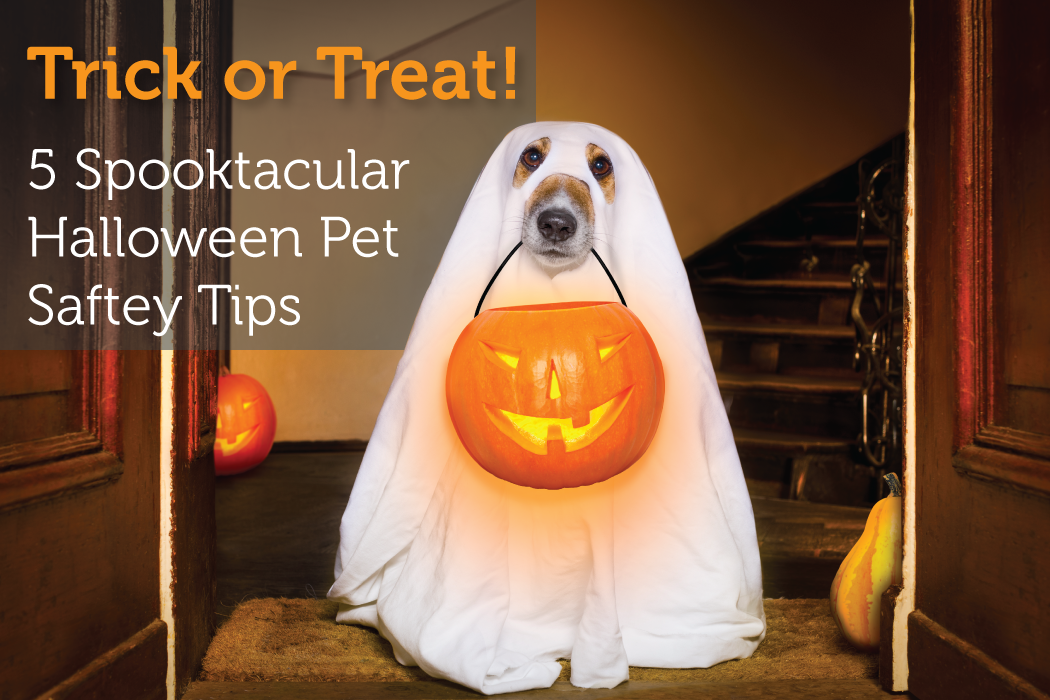 Trick or Treat! 5 Spooktacular Halloween Pet Safety Tips.