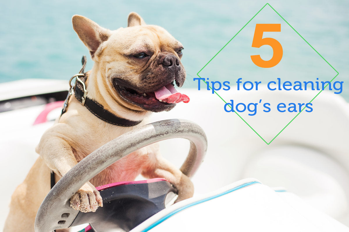 5 Tips for Cleaning Your Dog’s Ears
