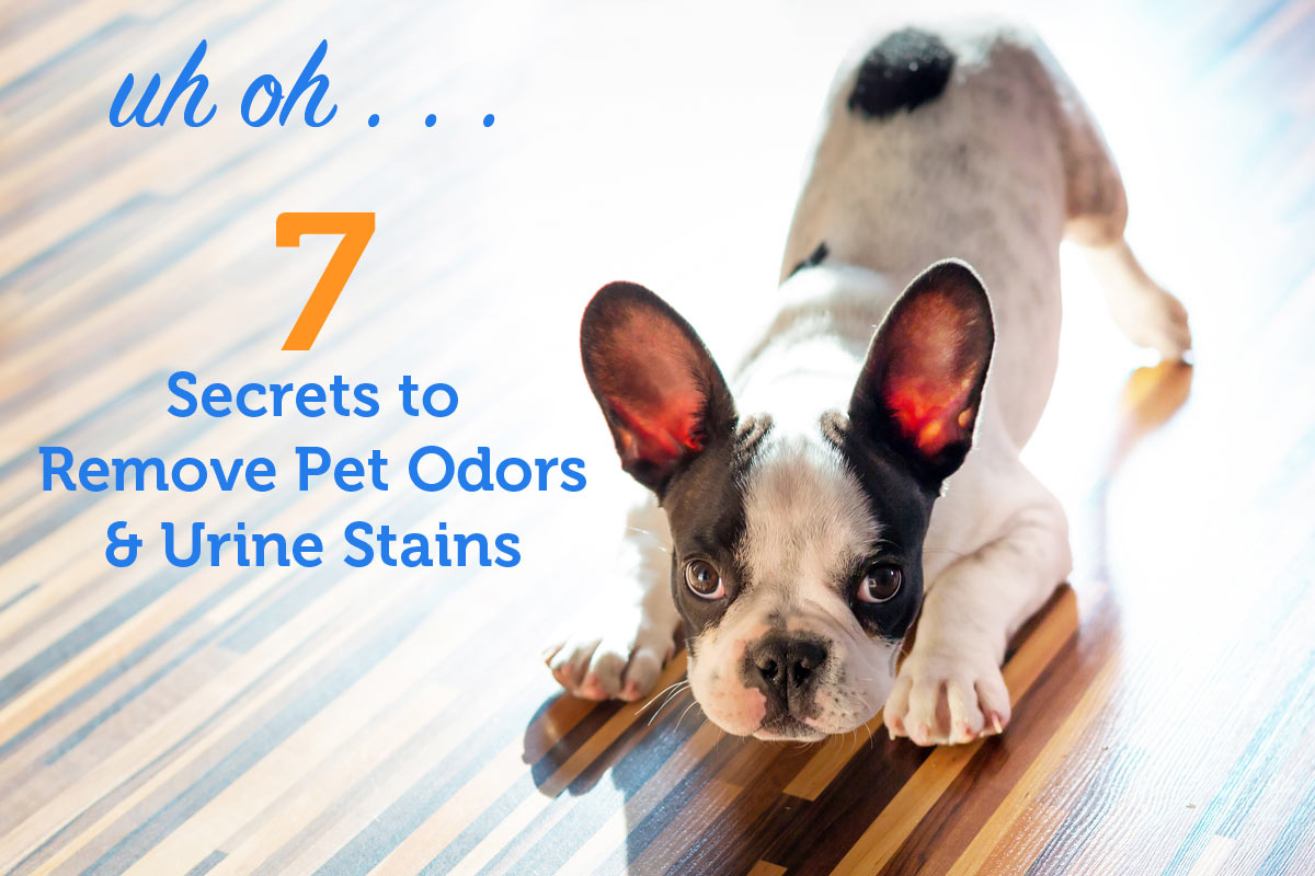 Oxyfresh - 7 Secrets Pet Odors Urine Stains
