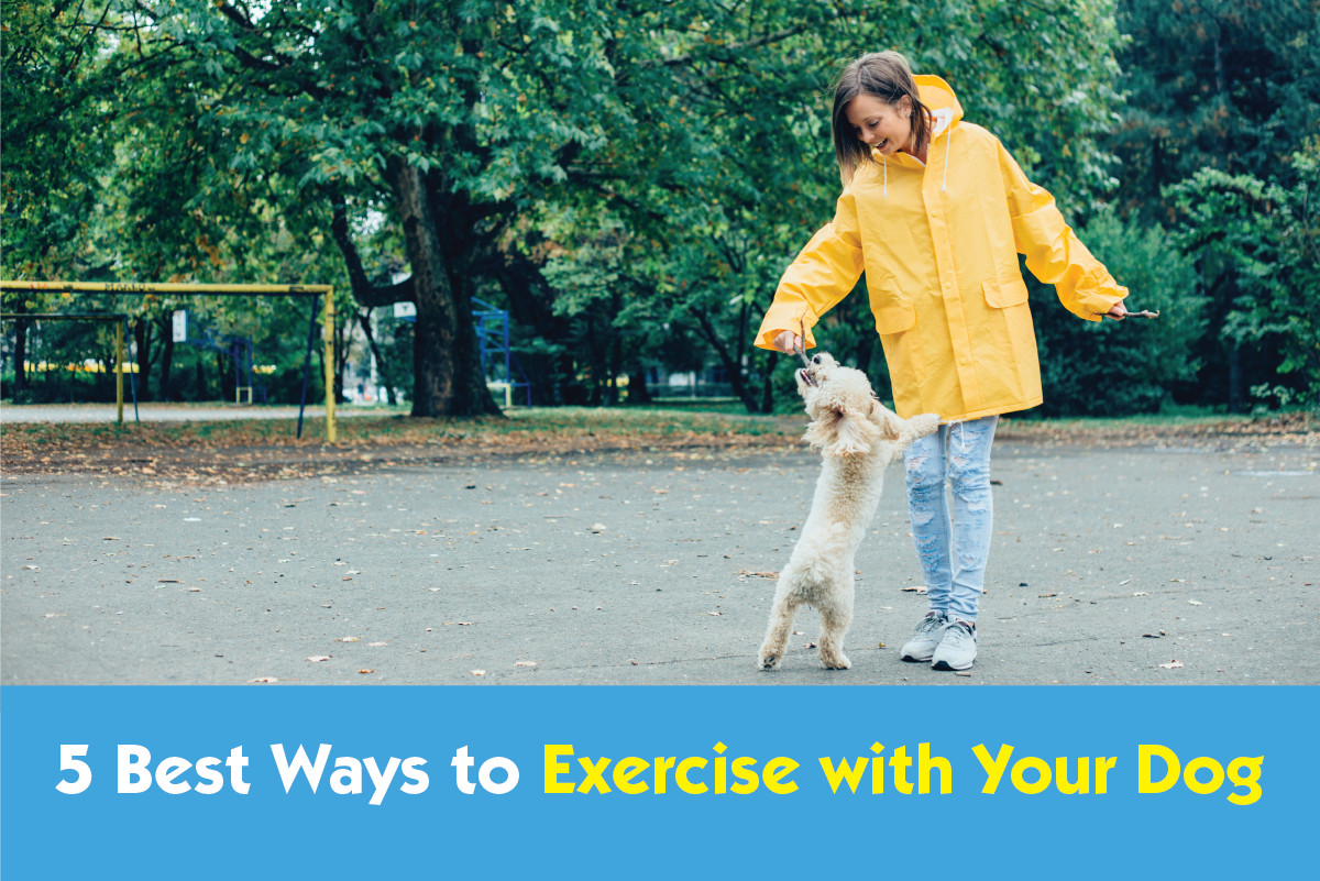 Dogs Exeercise The 5 Best Ways to Exercise With Your Dog