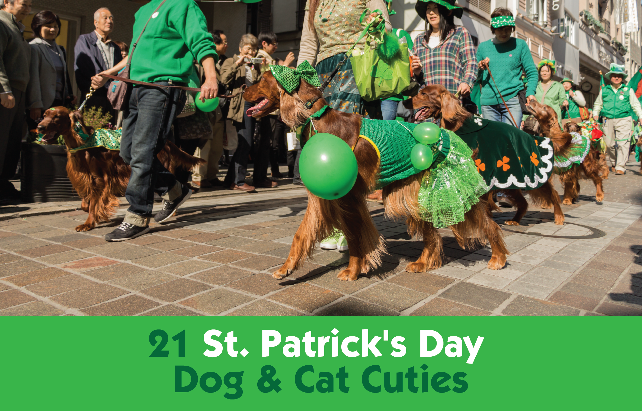 21 St. Patrick's Day Dog & Cat Cuties
