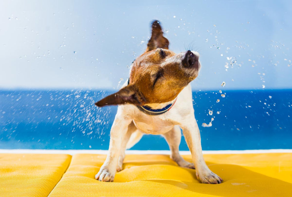 7 Ways to Spoil Your Pup This Year - Being Summer Shores