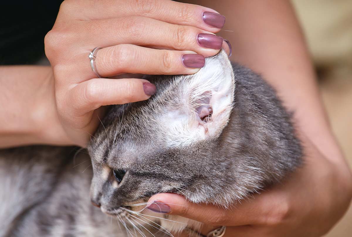 Does My Cat Have Ear Mites? 5 Signs Your Cat Has Ear Mites.