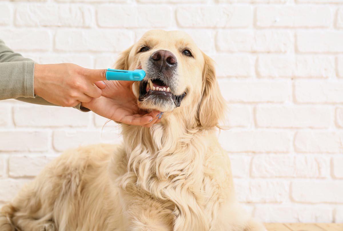 cute goldie getting his teeth brushed with oxyfresh pet dental gel toothpaste and finger brush