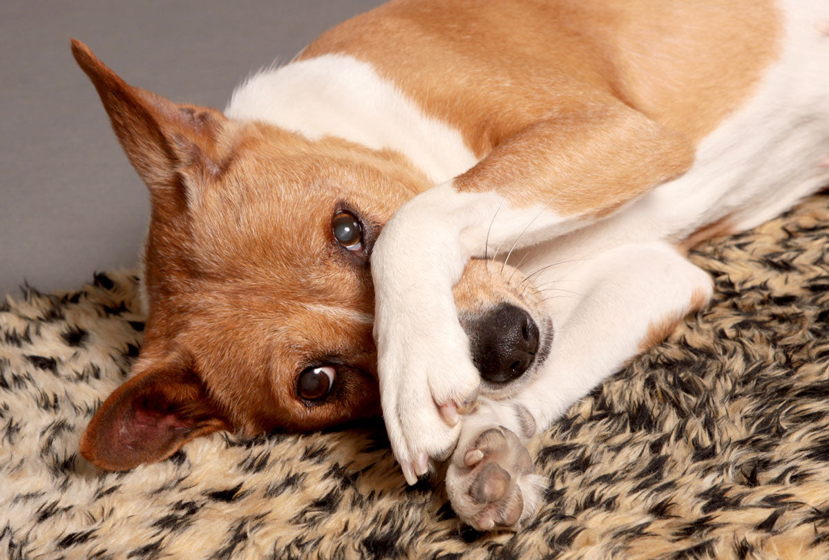 Dog Ear Infections: When to Worry and What to Do