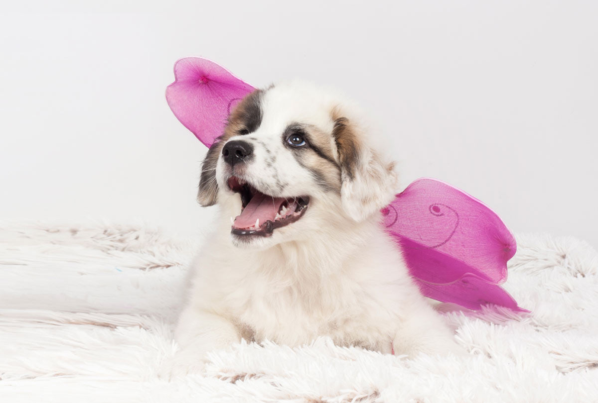 Puppy with fairy wings smiling looking at words "Dog toothfairy's Guide to Dog Teeth Cleaning