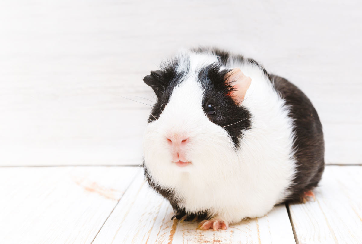 How often do you clean out best sale a guinea pig cage