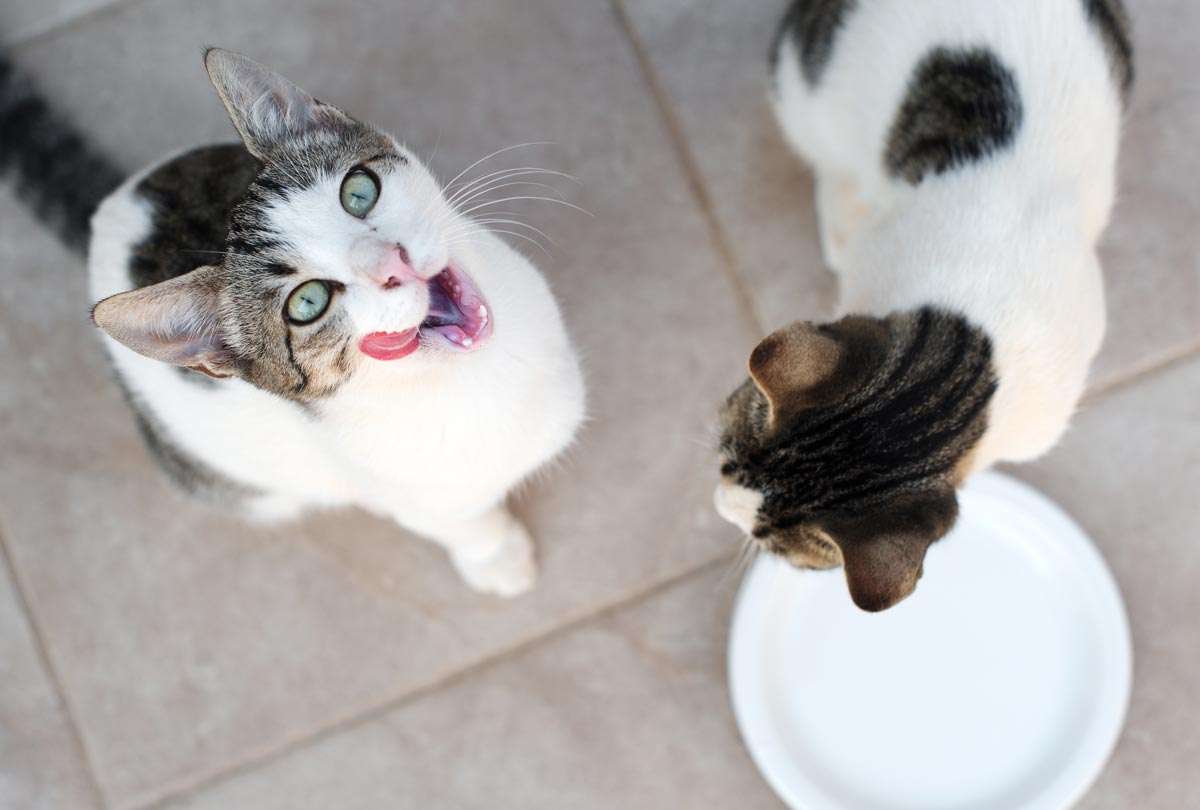 Effective Alternatives to Brushing Your Cat's Teeth