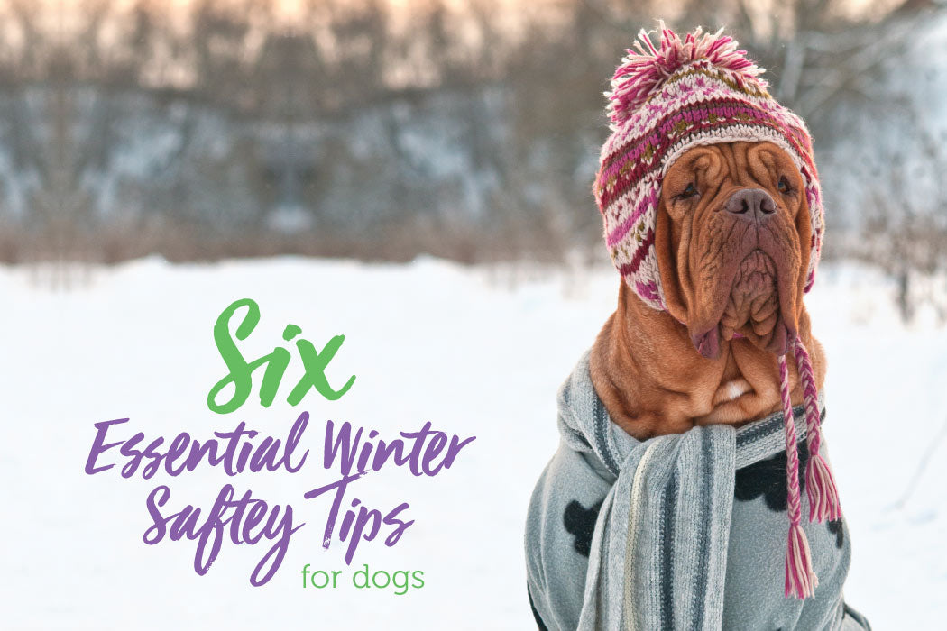 6 Essential Winter Safety Tips for Dogs