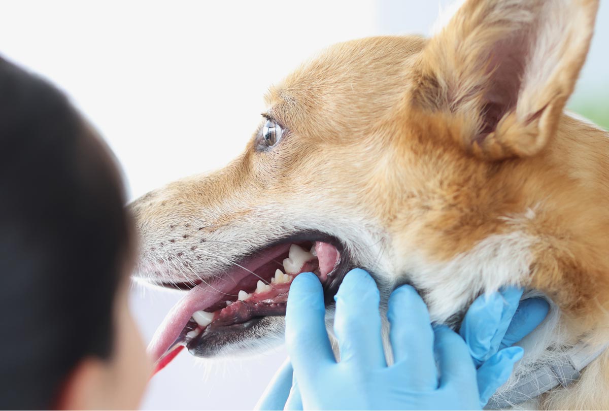 vet inspecting corgi's teeth featured image for blog post titled How Much Is Pet Teeth Cleaning at the Vet