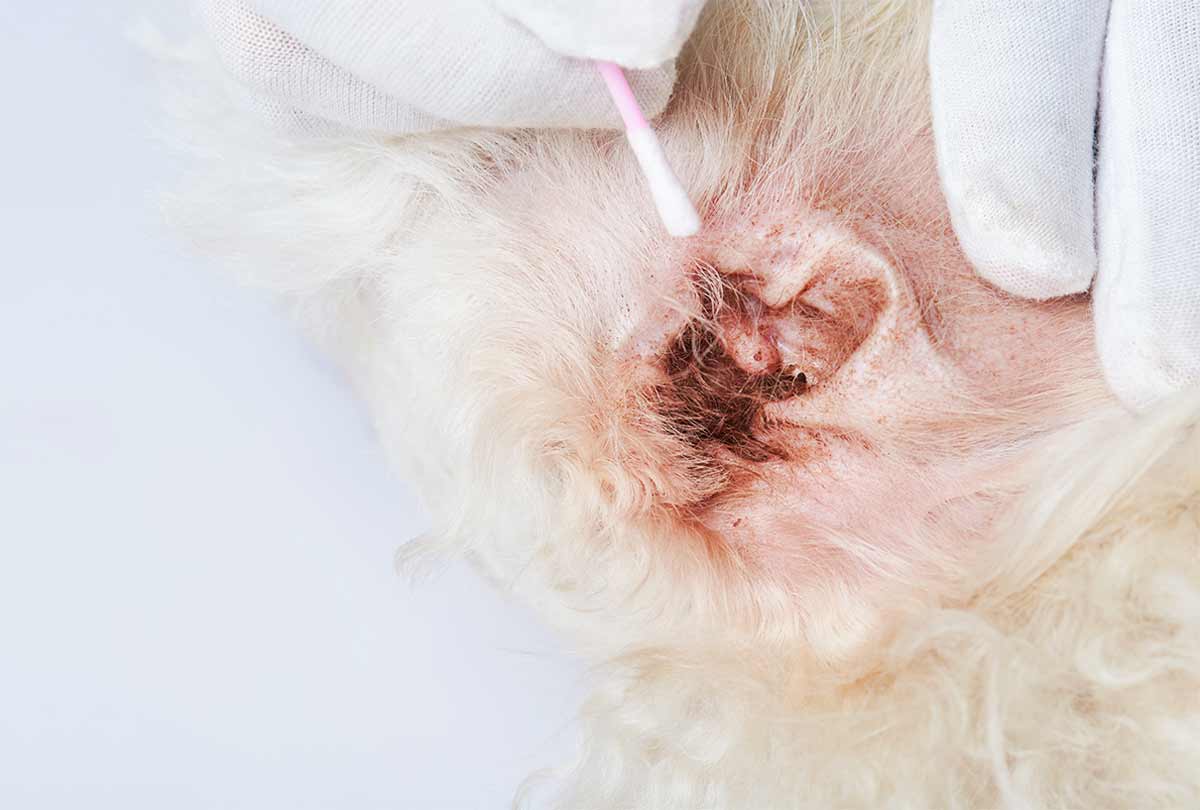 close up of a dirty dog's ear with brown stuff all over it