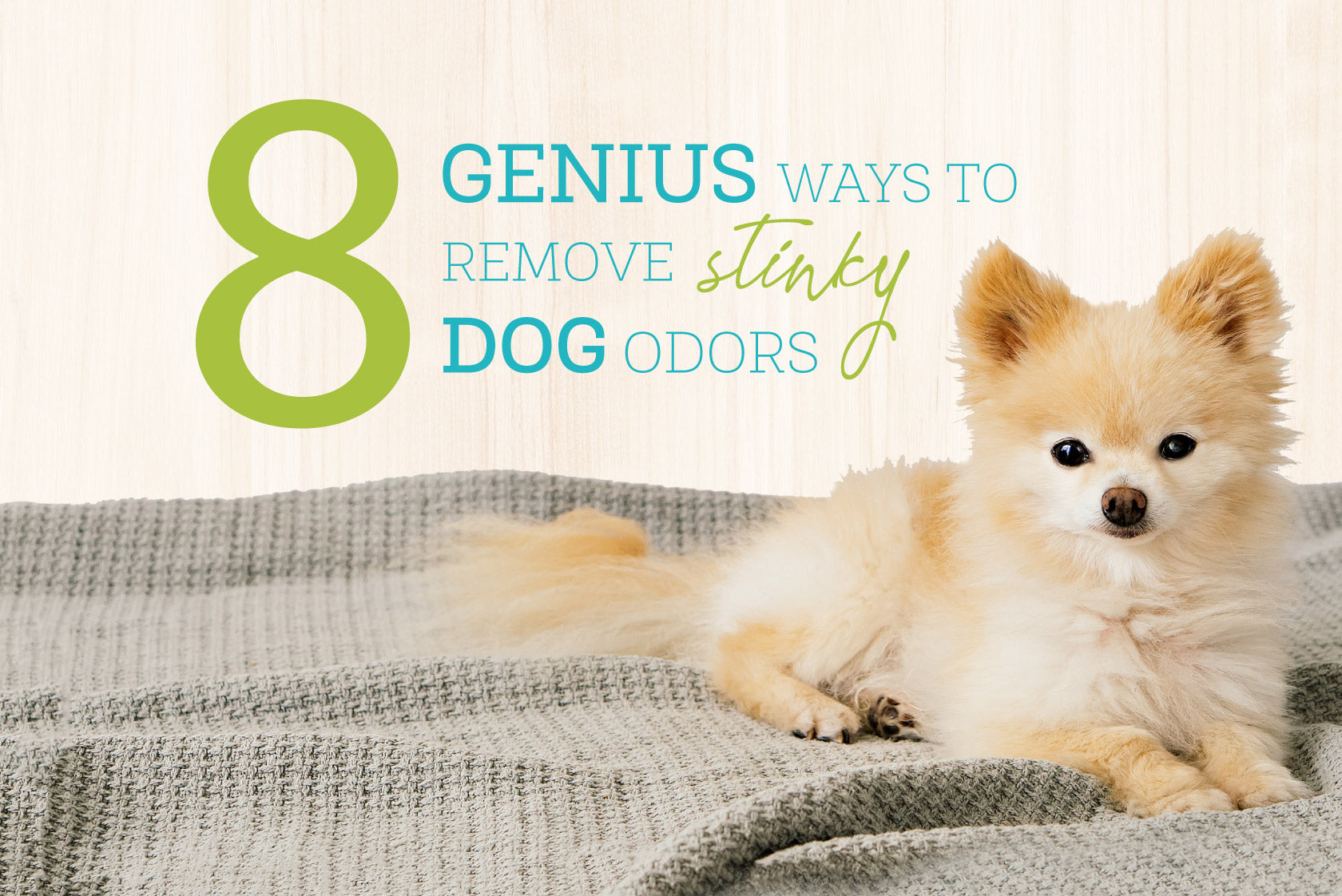 Oxyfresh - 8 Genius Ways To Remove Stinky Dog Odors