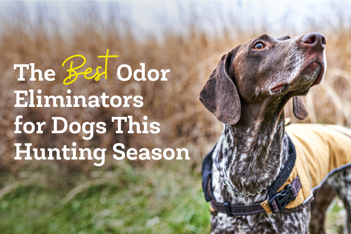 The Best Odor Eliminators for Dogs This Hunting Season