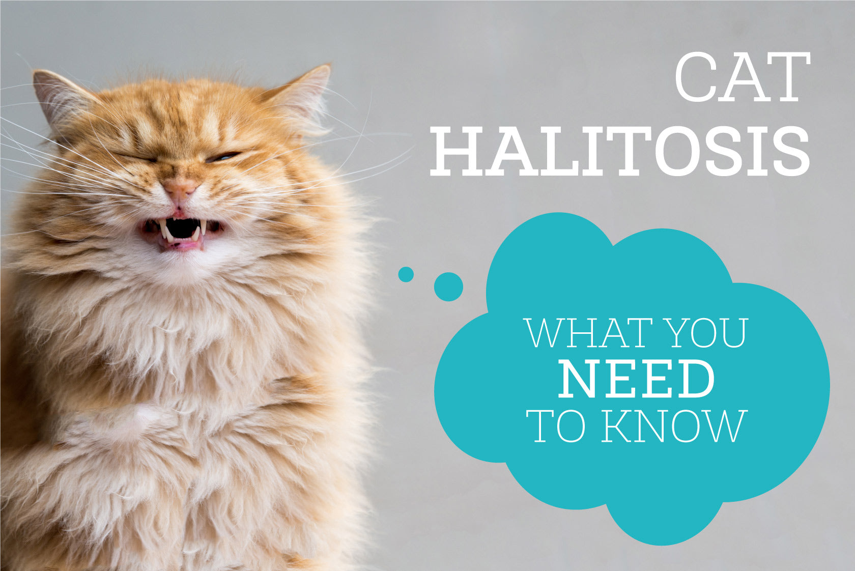 Oxyfresh - Cat Halitosis What You Need To Know