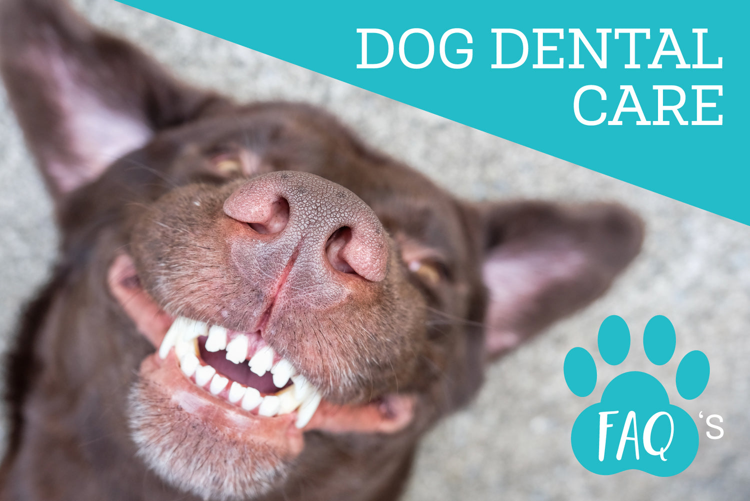 Oxyfresh - Dog Dental Care FAQs
