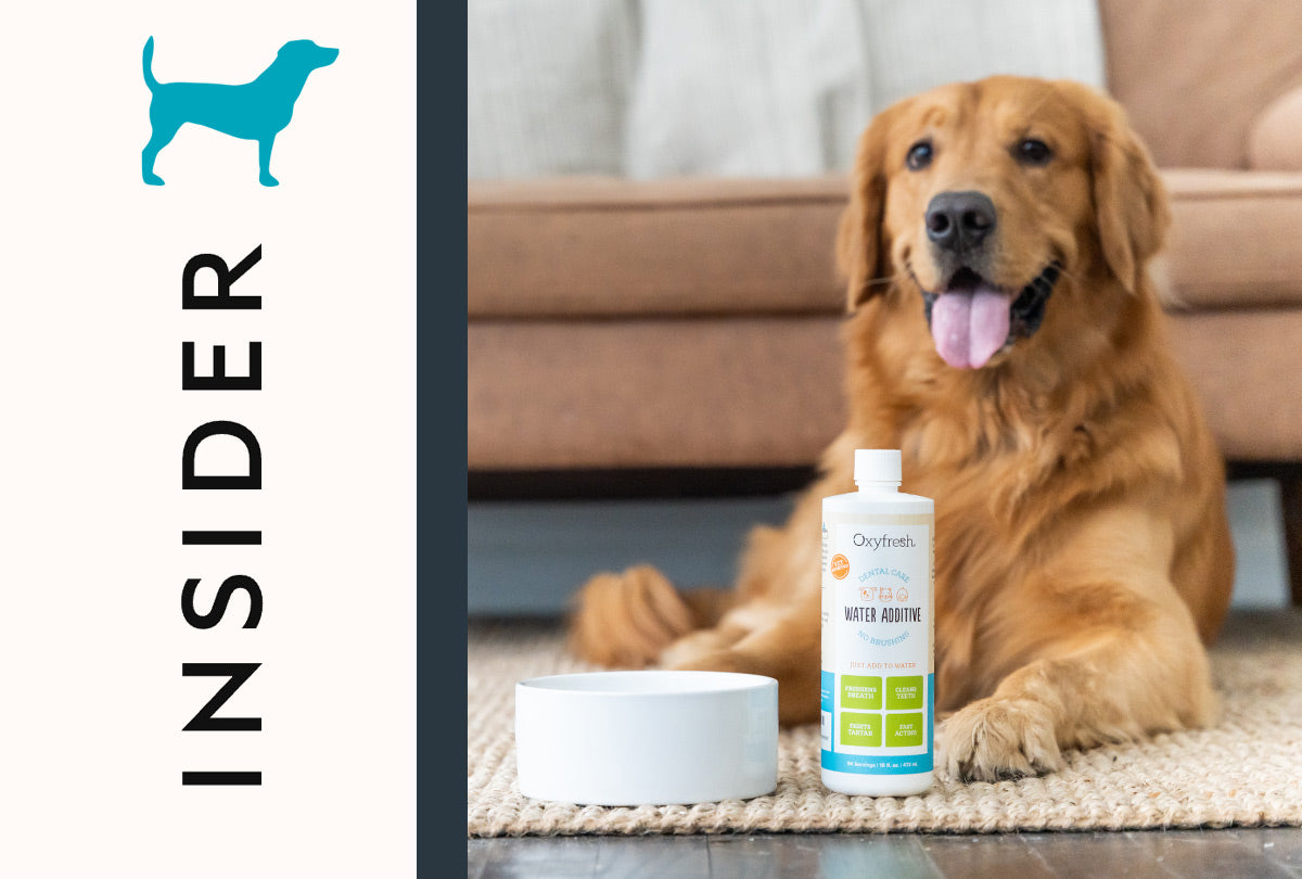 Insider logo with an image of two golden retrievers laying next to a bottle of oxyfresh pet water additive the best product to freshen dog breath