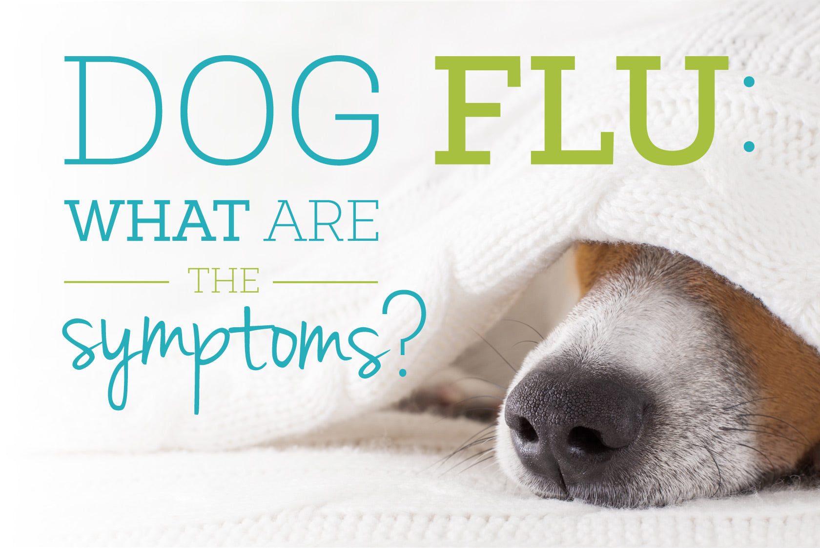 Oxyfresh - Dog Flu What Are The Symptoms