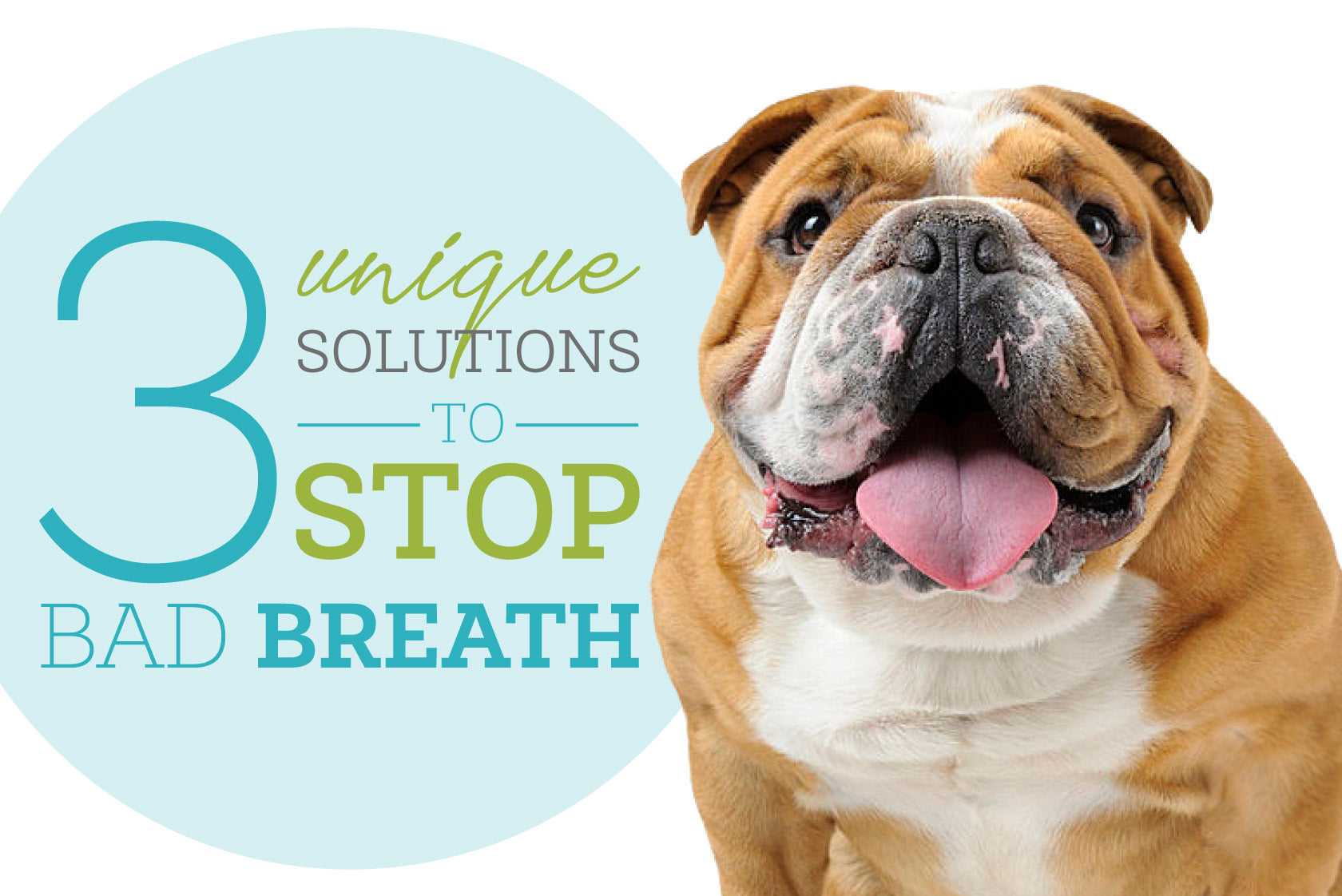 3 Unique Solutions to Stop Bad Dog Breath