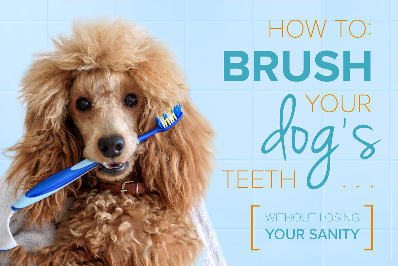 How to Brush Your Dog's Teeth Without Losing Your Sanity