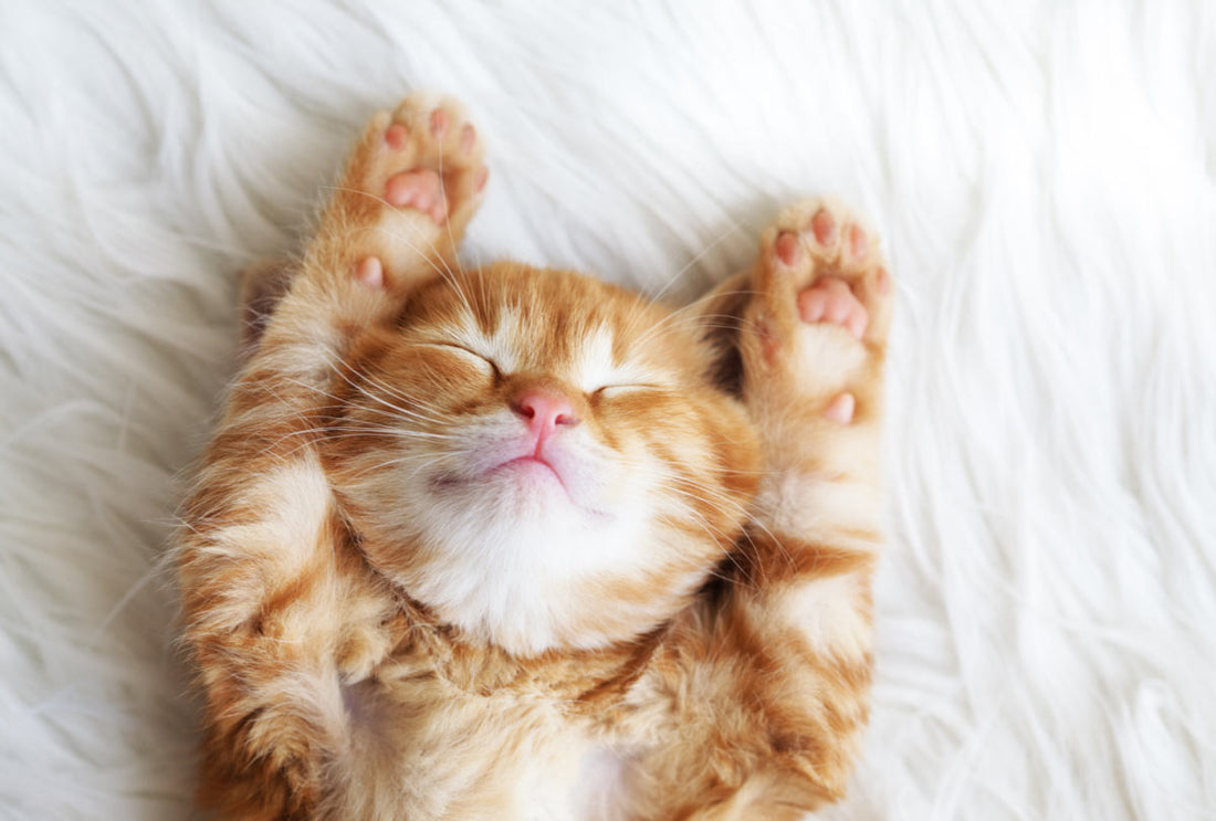 The Ultimate Beginner’s Guide: 3 Ways to Solve Kitten Bad Breath