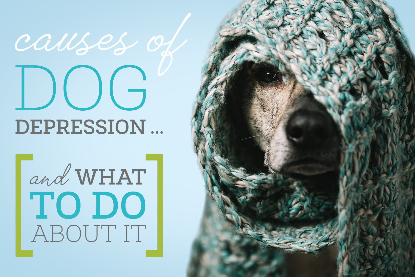 Causes of Dog Depression ... And What to Do About It