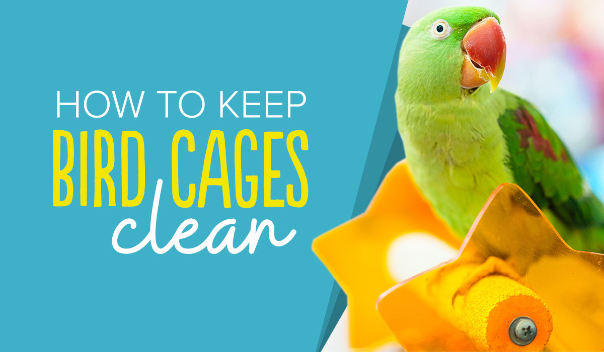 FAQ to Keep Your Bird Cages Clean