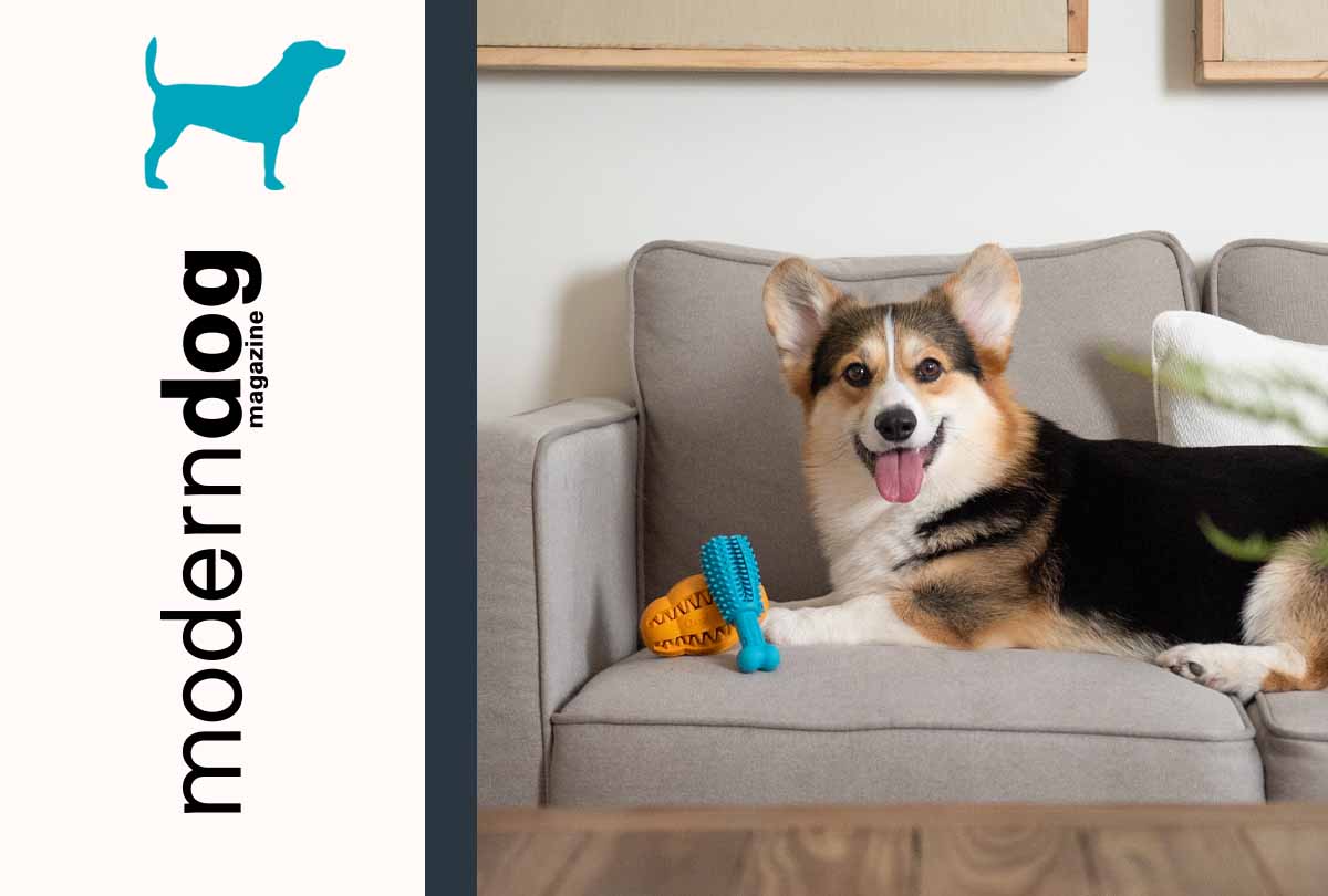 cute-corgi-on-couch-with-oxyfresh-dog-dental-chew-toys-for-aggressive-chewers-and-modern-dog-logo